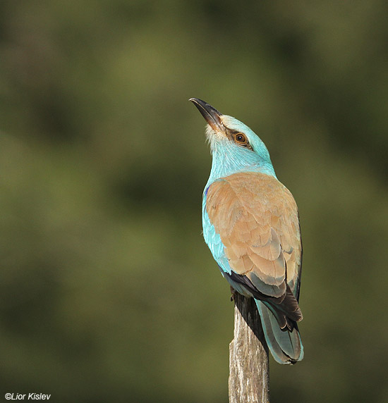 European Roller , Coracias garrulus .Bacha Valley ,Golan,Israel  28-04-10  .  Lior Kislev